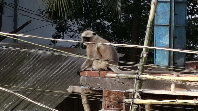 অভয়নগরে খাবারের সন্ধানে লোকালয়ে হনুমান