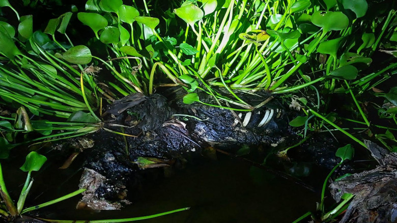চৌগাছায় ভারত সীমান্তবর্তী বাওড় থেকে মানুষের কঙ্কাল উদ্ধার