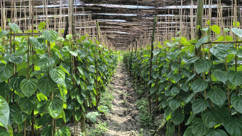 বাম্পার ফলনেও পান চাষিরা বিপাকে