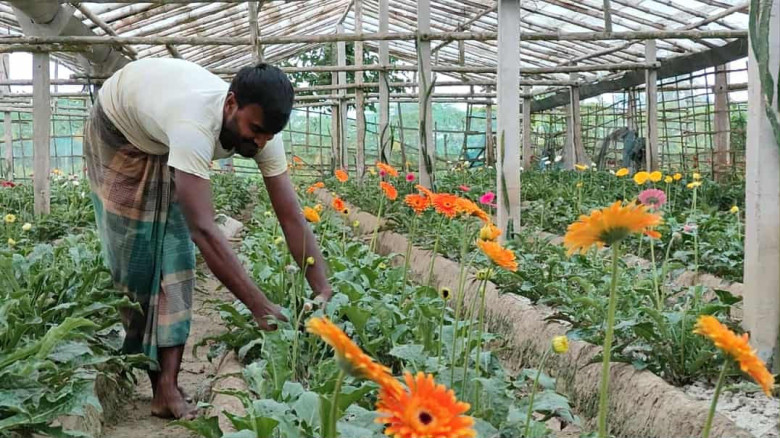গদখালীতে শীতের আগমনে ফুলচাষে ব্যস্ত সময়, টিউলিপে নতুন সম্ভাবনার আভাস