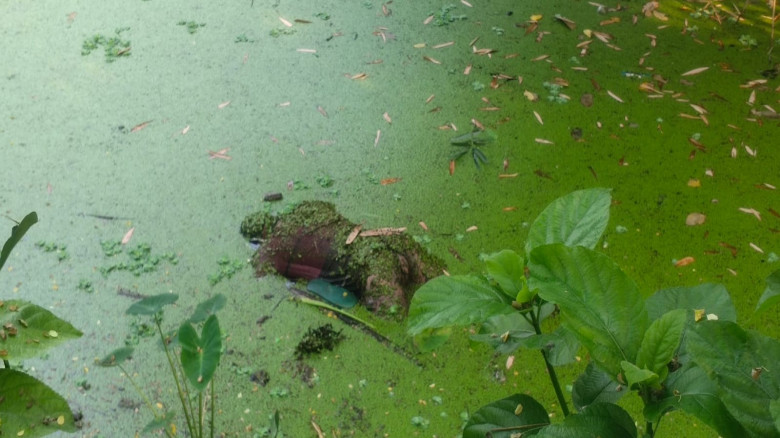 বেনাপোলে এক অর্ধগলিত মরদেহ উদ্ধার