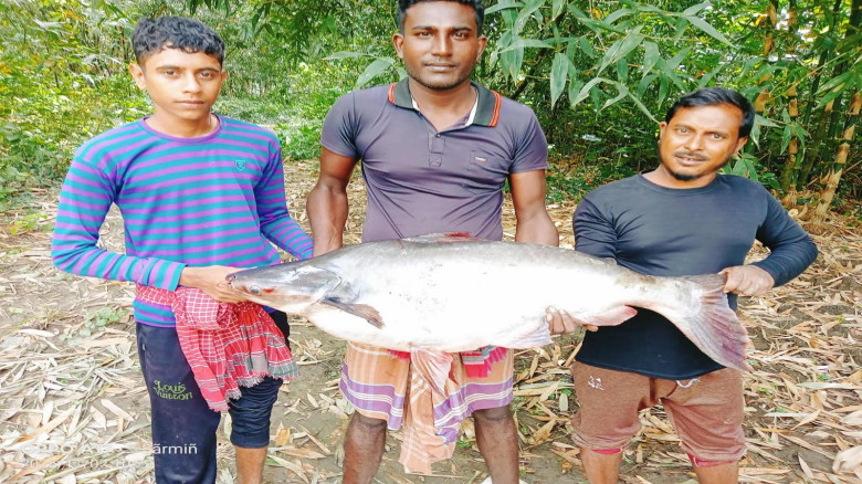 শার্শার অগ্রভুলোট সীমান্তে ইছামতী নদীতে ১৬ কেজি ওজনের পাঙাশ মাছ ধরা পড়েছে
