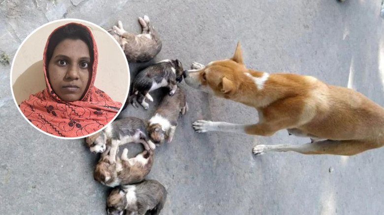 ঈশ্বরদীতে ৮ কুকুর ছানা হত্যার ঘটনায় মামলা, সরকারি ...