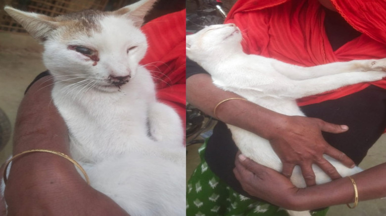 বিড়ালের প্রতি নির্মমতা