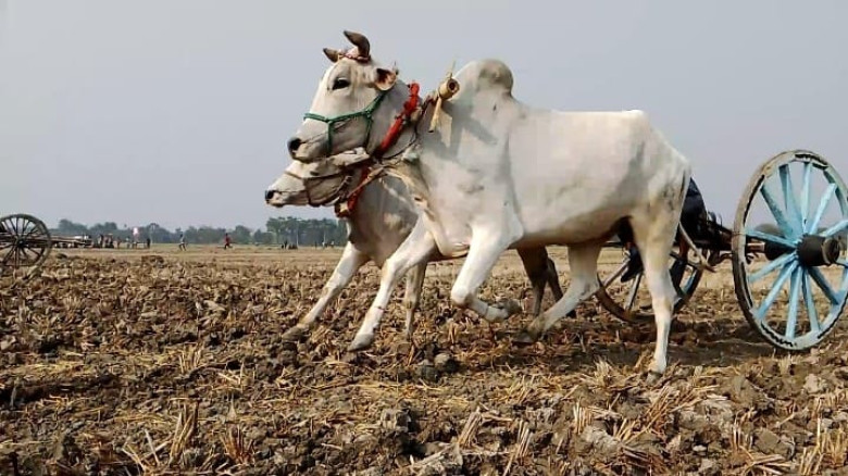 যশোরে তিন গ্রামের যুবসমাজের উদ্যোগে গরুর গাড়ির দৌড় প্রতিযোগিতা