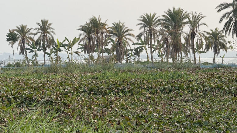 ভবদহের প্রভাব: জলাবদ্ধতায় কৃষকের ১৩ হাজার বিঘায় হয়নি বোরো আবাদ