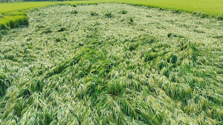 কেশবপুরে আকষ্মিক ঘূর্ণিঝড়ে কৃষকের ধানের ক্ষতি