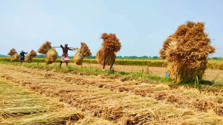অভয়নগরে ধানকাটা শ্রমিকের মজুরি ১৩০০ টাকা, বিপাকে কৃষক