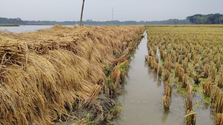 যশোরে বোরো ধানের বাম্পার ফলনেও হাসি নেই কৃষকের: বৃ...