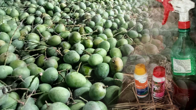 শার্শায় ‘আম ক্যালেন্ডার’ উপেক্ষা: কেমিক্যাল দিয়ে পাকানো অপরিপক্ক হিমসাগরে সয়লাব বেলতলা বাজার