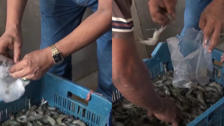 বাঘারপাড়া বাজারে জেলি পুশ করা চিংড়ি মাছ জব্দ, মোবাইল কোর্টে জরিমানা